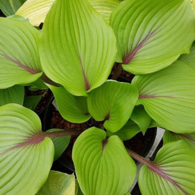 Hosta 'Almost'